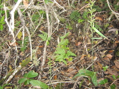 Habenaria arenaria
