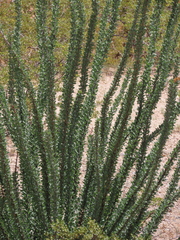 Fouquieria splendens