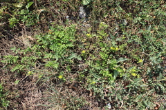 Potentilla paradoxa