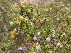 Larrea tridentata