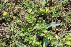 Potentilla paradoxa
