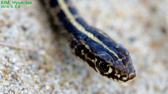 Orientocoluber spinalis