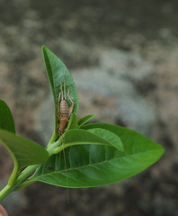 Ornebius bimaculatus