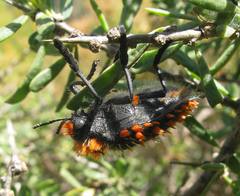Julodis cirrosa hirtiventris