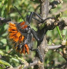 Julodis cirrosa hirtiventris