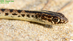 Orientocoluber spinalis