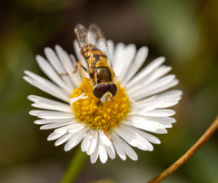 Ischiodon scutellaris