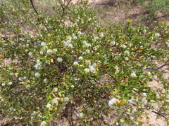 Larrea tridentata