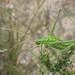 Winter Leaf Katydids - Photo (c) douglaseustonbrown, some rights reserved (CC BY-SA), uploaded by douglaseustonbrown