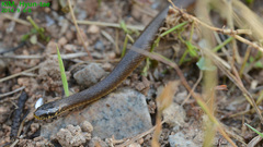 Hebius vibakari