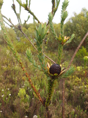 Leucadendron elimense elimense