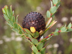 Leucadendron elimense elimense