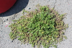 Potentilla paradoxa