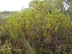 Leucadendron elimense elimense