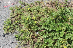 Potentilla paradoxa