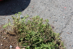 Potentilla paradoxa