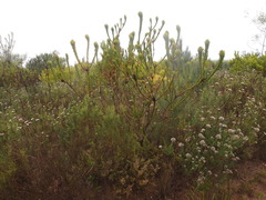 Leucadendron elimense elimense
