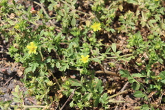 Potentilla paradoxa