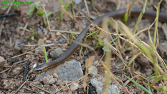 Hebius vibakari