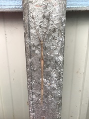 Scionecra queenslandica