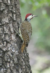Campethera bennettii bennettii