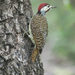 Bennett's Woodpecker - Photo (c) gerhardd, some rights reserved (CC BY-NC)