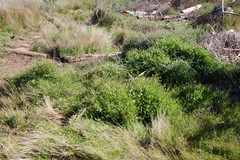 Psoralea asarina