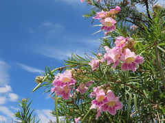 Chilopsis linearis