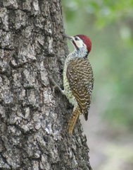 Campethera bennettii bennettii