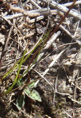 Disa inflexa