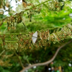 Lepidoptera