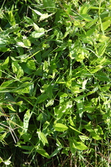 Psoralea asarina