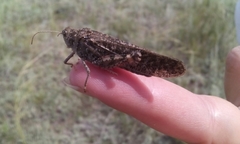 Bryodemella tuberculata