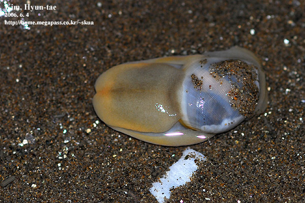 Bullacta caurina