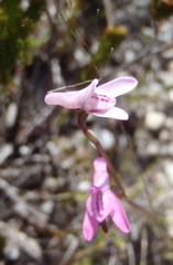 Disa inflexa