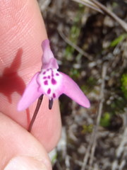 Disa inflexa