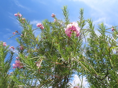 Chilopsis linearis