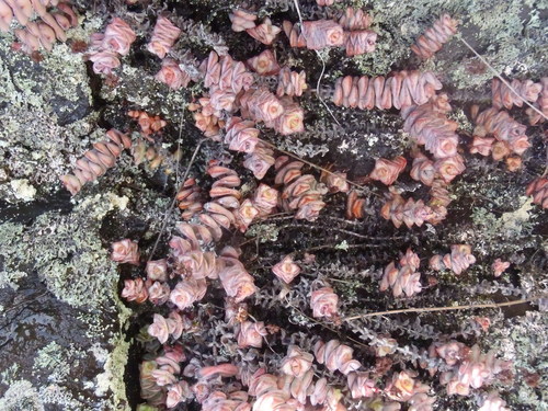 Crassula perforata
