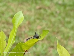 Allorhynchium argentatum