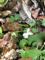 Viola perreniformis