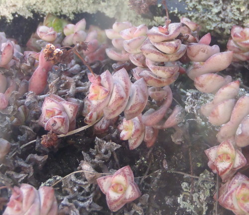 Crassula perforata