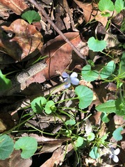 Viola perreniformis