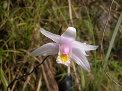 Bletilla formosana