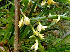 Carmichaelia williamsii