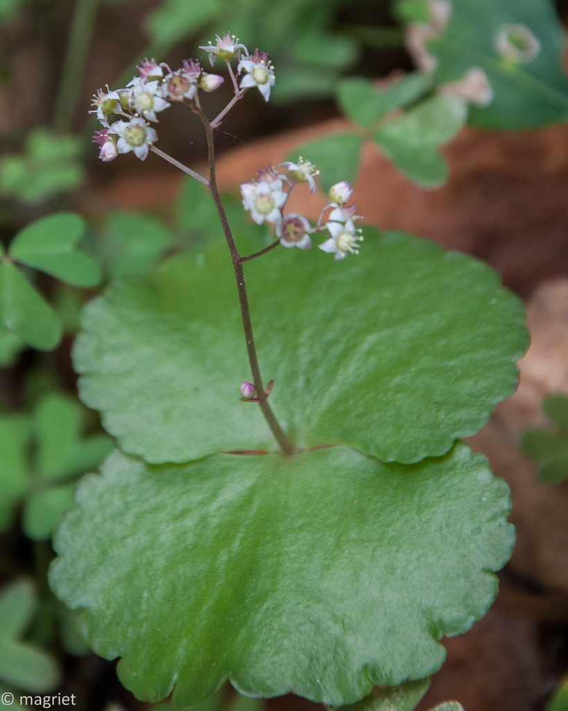 Fairybell Stonecrop