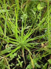 Eriocaulon buergerianum