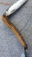 Stylasterias forreri