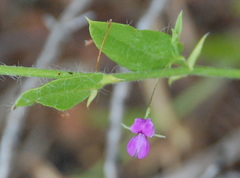 Psoralea asarina
