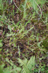 Psoralea asarina