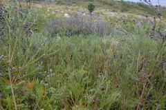 Psoralea asarina